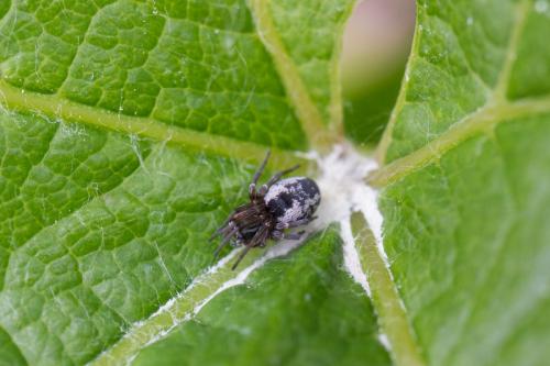 Dictyna sp.